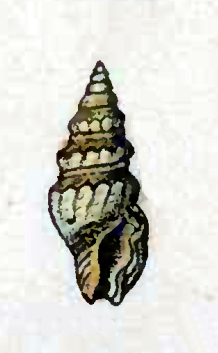 Crassispira pseudocarinata 001.jpg