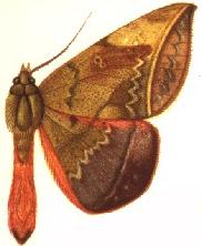 Cyligramma amblyops.JPG