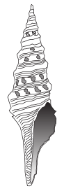 Lophiotoma cerithiformis shell.png