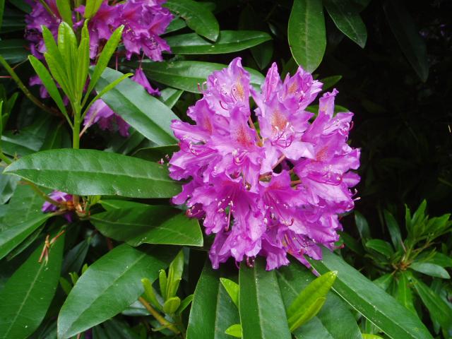 File:Rhododendron-by-eiffel-public-domain-20040617.jpg