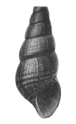 Tylomelania tominangensis shell.png