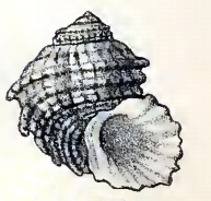 Vaceuchelus semilugubris 001.jpg