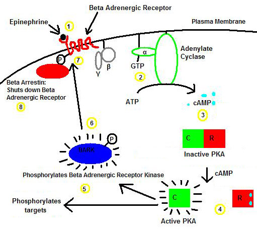 File:Beta adrenergic receptor kinase.JPG