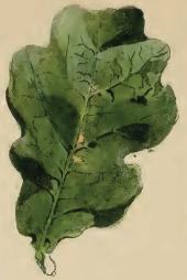 Bucculatrix ulmella oak leaf mined and gnawed.JPG