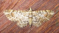 Chloroclystis angelica Herbulot, 1968-(19mm).jpg