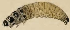 Coleophora pennella larva.JPG