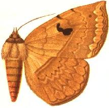 Cyligramma simplex.JPG