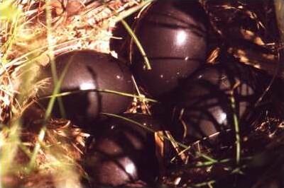 File:Nothura maculosa eggs.JPG