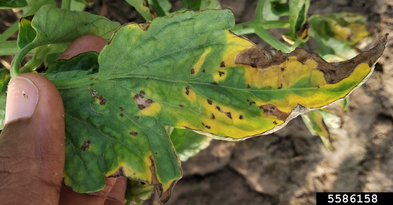File:Septoria lycopersici malagutii leaf spot on tomato leaf.jpg