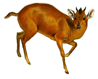 File:The book of antelopes (1894) Cephalophus natalensis white background.png