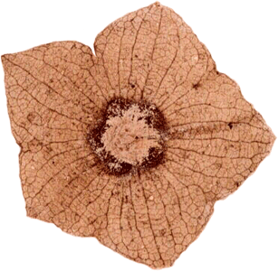 File:Florissantia species flower.png