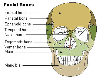 File:Illu facial bones.jpg