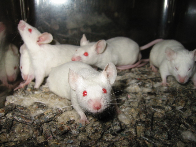 File:Lightmatter lab mice.jpg