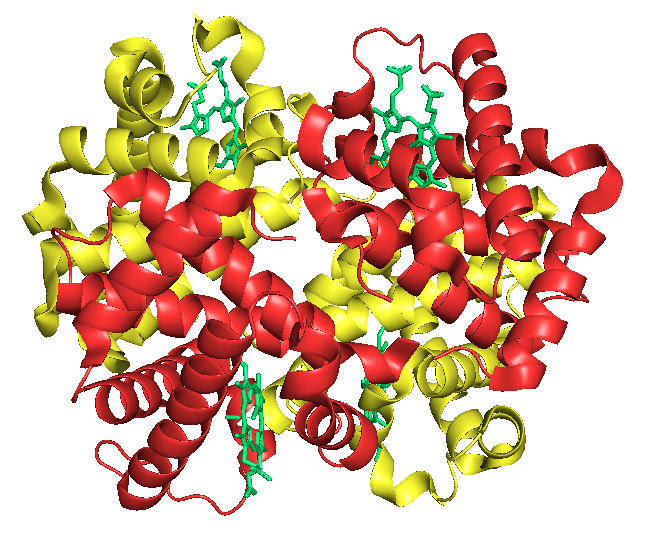 File:Structure of Fetal Hemoglobin (HbF).png