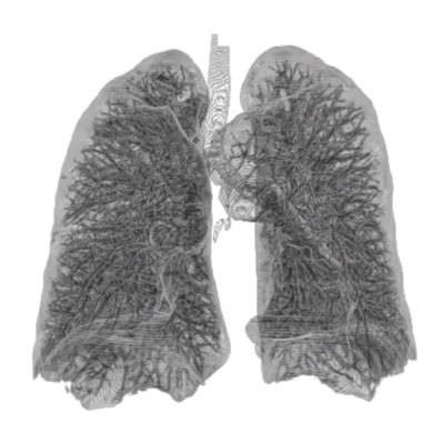 File:Thorax Lung 3d (2).jpg