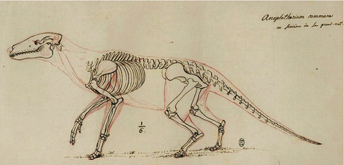 File:Anoplotherium 1812 Skeleton Sketch.jpg