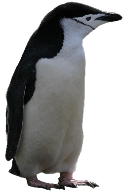 File:Chinstrap Penguin white background.jpg