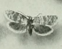 Isotrias joannisana.jpg