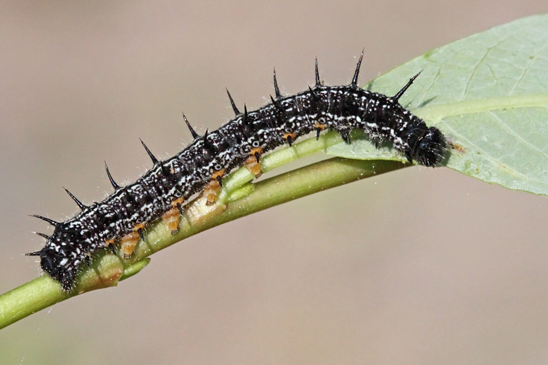 File:Nymphalis xanthomelas larva.jpg