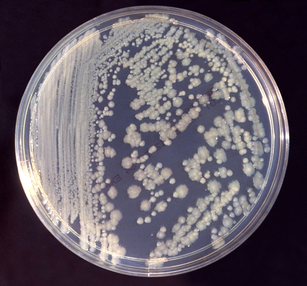 File:Enterobacter cloacae 01.png