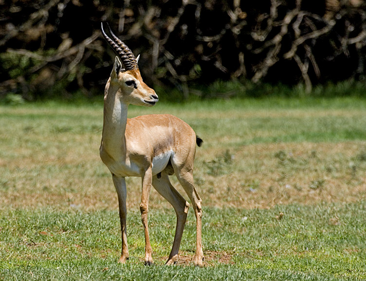 File:Gazella gazella.jpg