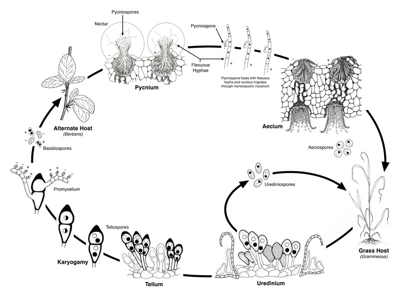 Life cycle of Puccinia graminis.jpg