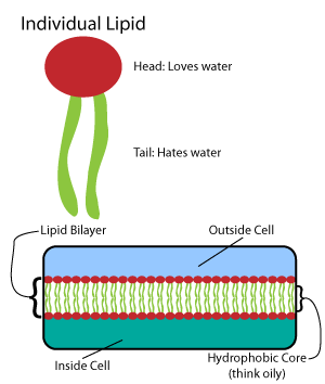 File:The lipid and lipid bilayer.png