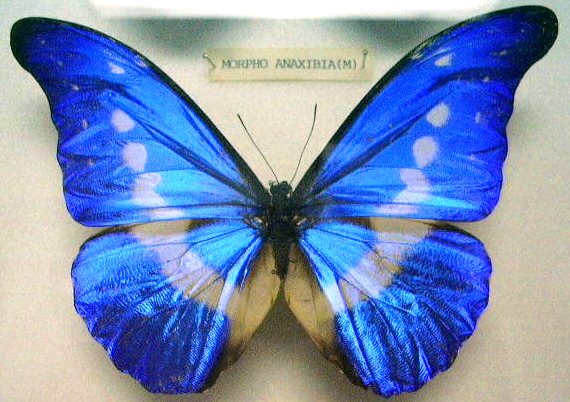 File:Butterfly Morpho rhetenor helena (M) KL.jpg