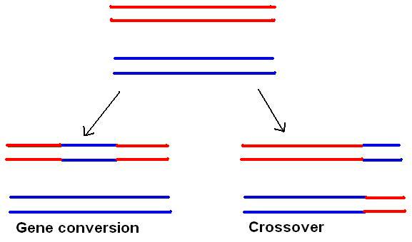 File:Conversion and crossover.jpg