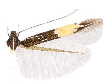 Cosmopterix nieukerkeni.JPG