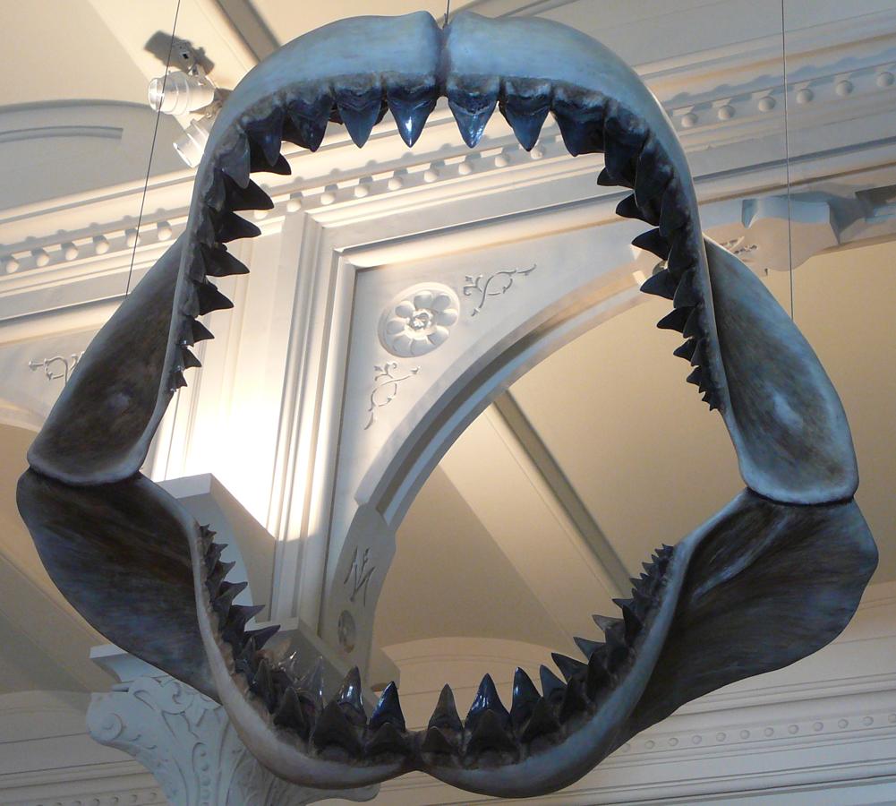 File:Megalodon tooth with great white sharks teeth-3-2.jpg - Wikipedia