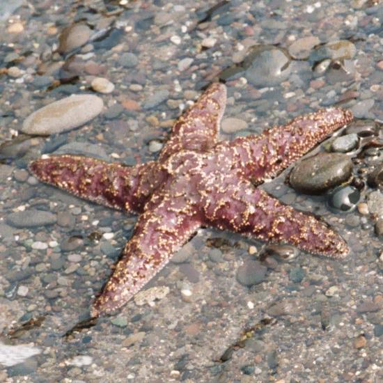 File:Ochre sea star on beach, Olympic National Park USA.jpg