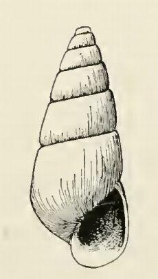 Odostomia nemo 001.png