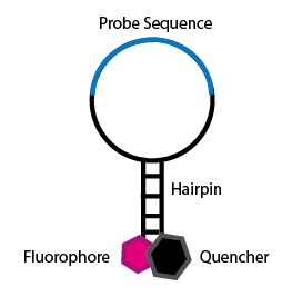 SNP-Molecularprobe-1.png