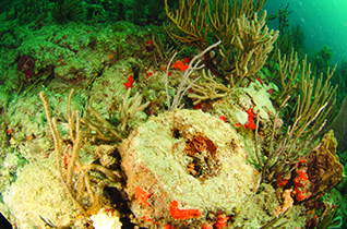 File:Sediment covered coral.jpg