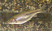 Arroyo chub (Gila orcuti).jpg