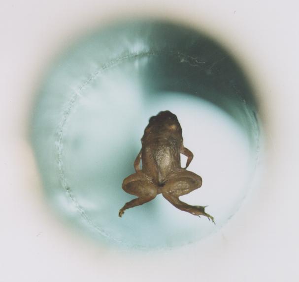 File:Frog diamagnetic levitation.jpg