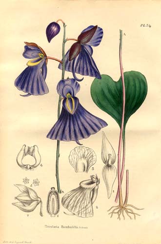 File:Lentibulariaceae - Utricularia Humboldtii.jpg