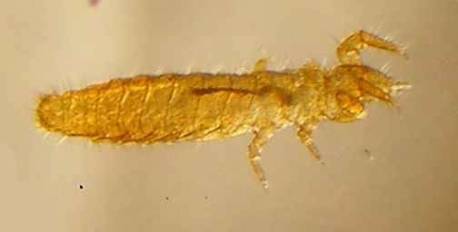 File:Protura (Acerentomon species) micrograph.jpg