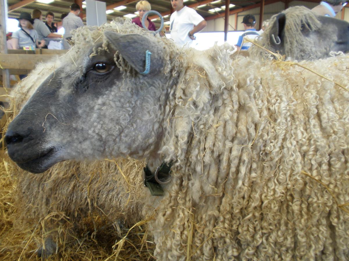 File:Wensleydale sheep, Suffolk Show.jpg - HandWiki