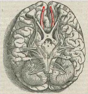 File:1543,Vesalius'OlfactoryBulbs.jpg