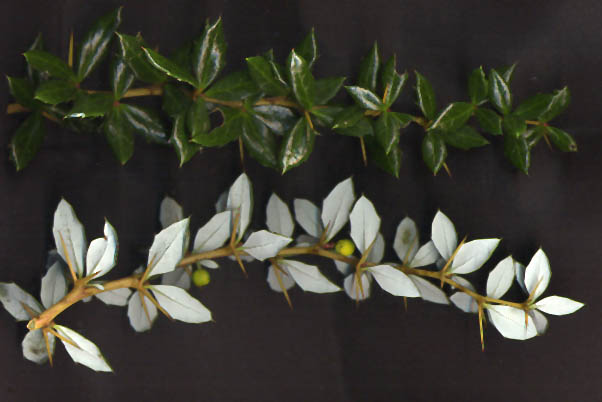 File:Berberis verruculosa leaves.jpg