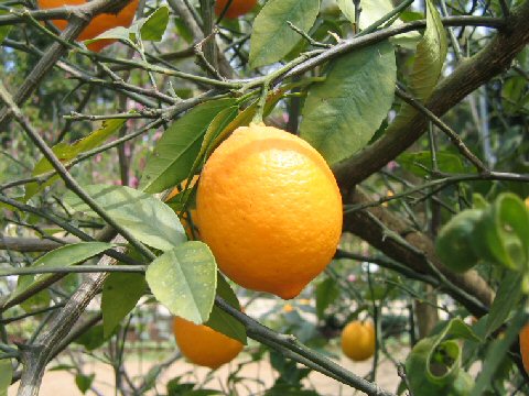File:Citrus latifolia1SHSU.jpg