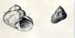 Gibbula turbinoides 002.jpg