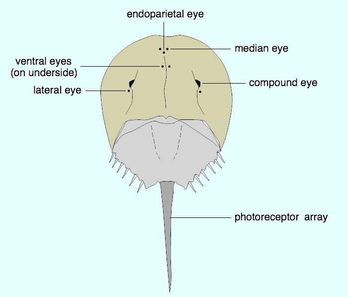 File:Horseshoe crab eyes.jpg