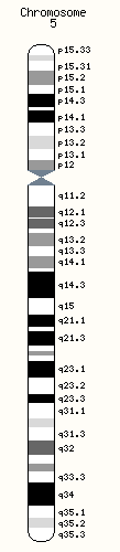 Human chromosome 5.png