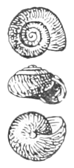Ovachlamys fulgens shell.png