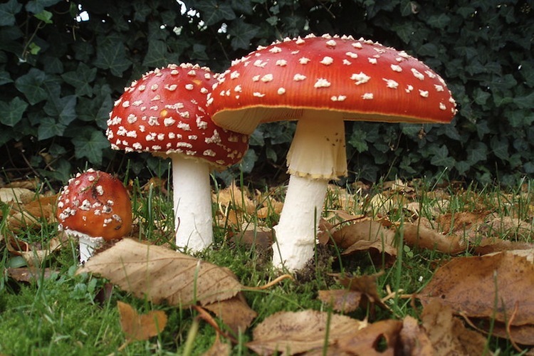 File:Amanita-muscaria-mushroom20151014-1336-ex6cst.jpg