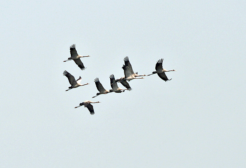 File:Common Cranes (Grus grus) at Sultanpur I Picture 076.jpg