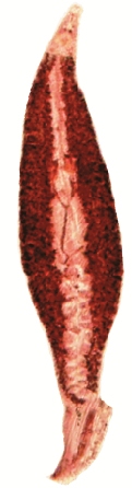 Microcotyle isyebi body (Bouguerche, Gey, Justine & Tazerouti).jpg
